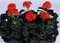 Semi di geranio zonale Black Velvet Series Red