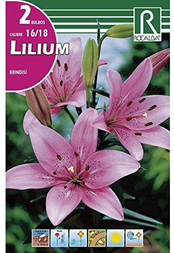 BULBO LILIUM - AZUCENA - LIRIO BRINDISI