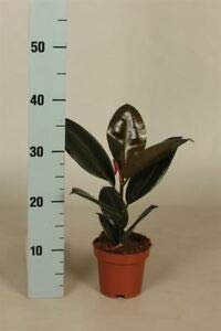 SB Planta de goma Ficus elastica 'Abidjan en una maceta de 12 cm