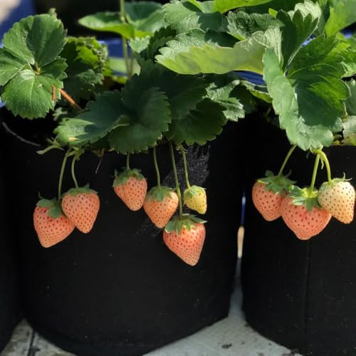 semi di fragola - semi di balcone serra giardino biologico Letti elevati per giardino resistenti 600pcs