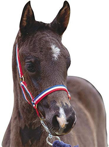 Roma Foal Head Collar One Size red/white/blue