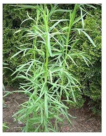 Pcs - 825x Estragon Russe Artemisia Dracunculus Semences Plantes - Graines K205 - Seeds & Plants Shop by Ipsa