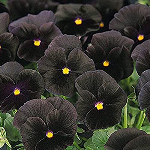 Welldales 50 Black Velvet Pansy Seeds Viola Wittrockiana Crystal Clear Flowers Plant UK
