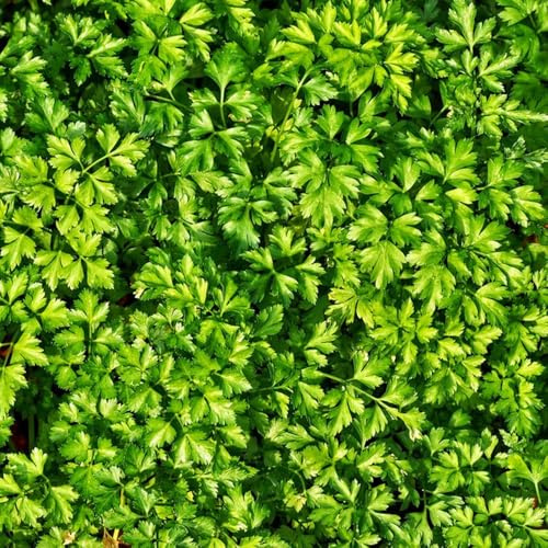 semillas de perejil perenne resistente de invierno, aromáticas de perejil orgánico, jardín, 100pcs