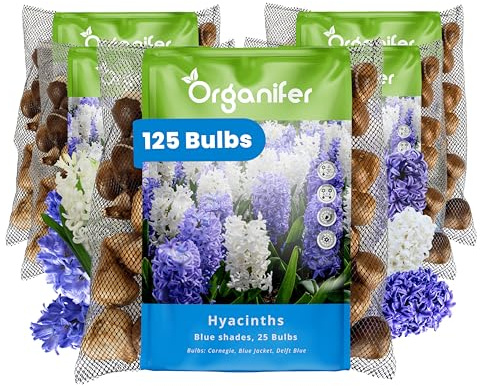 125 Bulbi Di Giacinto - Mix Blu - Taglia Xxl 16/17 Cm - Promuove La Biodiversità - Adatto Come Fiore Reciso - Carnegie, Blue Jacket E Delft Blue - Per Giardini Primaverili, Bordure E Vasi - Organifer