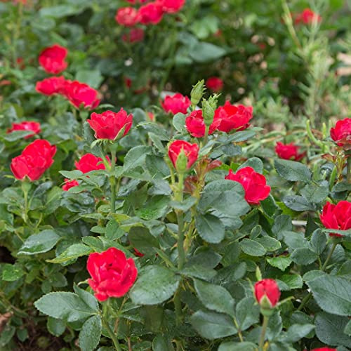 Rosal Zepeti Meilland - ¡Disfruta de Sus Flores Todo el Año! - Rosal Arbustivo Exterior