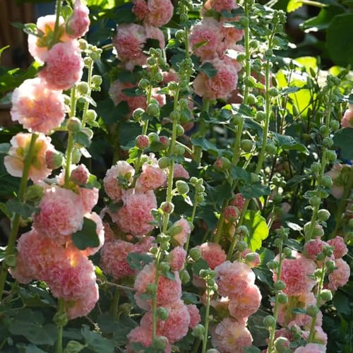 semillas de malva real trepadoras de exterior jardín rocas raro jardín resistentes en balcón interior orgánicas Decoraciones 600pcs