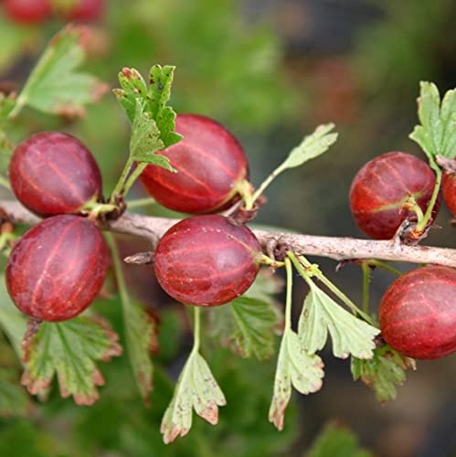 PIANTA DI UVA SPINA ROSSA  EASY CRISP CAPTIVATOR® 100% BIOLOGICA (3 piante)