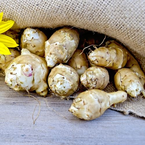 Alcachofa de Jerusalén - de jardín orgánicas cubrir el suelo Propagación semillas sostenibles resistentes en Camas elevadas 300semillas