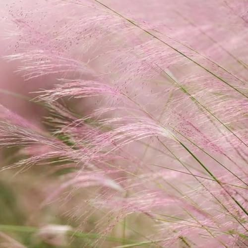 semillas de pasto ornamental semillas de bonsái jardín interior resistentes para balcones, interior Las jardín rocas son resistentes lecho 200pcs