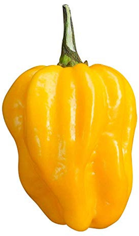 Haddons Lot de 30 graines de piment jaune Habanero (l'un des piments les plus aiguisés)