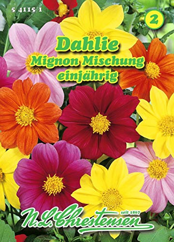 Dahlia, Dahlie, Mignon Mischung N.L.Chrestensen Samen 541151-B