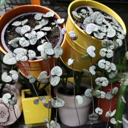 leuchterblume kaufen samen - blumen, gartenblumen mehrjährig winterhart Ceropegia woodii saatgut, kletterpflanzen winterhart schnellwachsend schnittblumen, stauden winterhart 25pcs