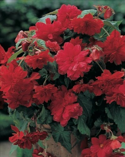 Pack x3 Begonia 'Cascade Red' WPC Prins Quality Summer Flowering Bulbs