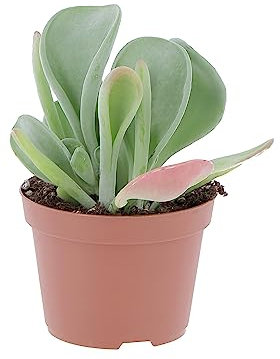 KENTIS - Kalanchoe Luciae 'Oricula' - Piante Vere da Appartamento - Pianta Grassa - Pianta Succulenta di Facile Cura Resistente - Vaso Ø 11 cm