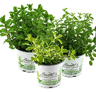 Kräuter-Set Minze - Marokkanische Minze, Ananasminze & Erdbeerminze