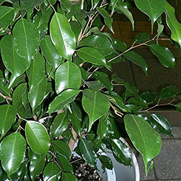 Ficus benjamina - 20 Semillas