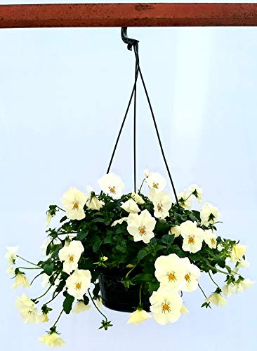 POWERS TO FLOWERS - VIOLE DEL PENSIERO, VIOLA A FIORE PENDULO BIANCA, BASKET, pianta vera