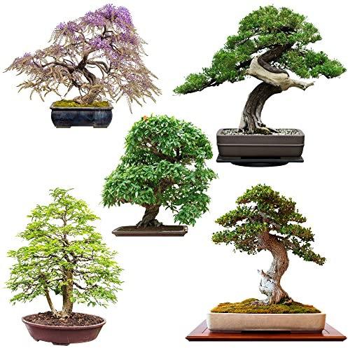 Exotische Bonsai Samen mit hoher Keimrate - Pflanzen Samen Set für deinen eigenen Bonsai Baum (5er Set inkl. GRATIS eBook)