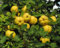 Cydonia Oblonga Membrillo Semi Albero!