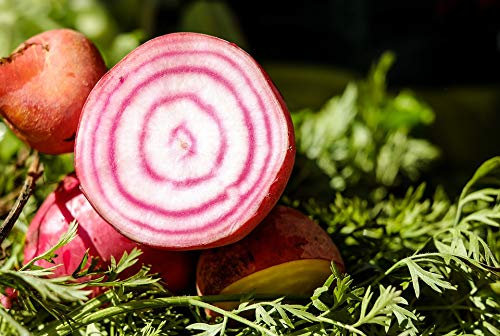 Graines Betterave potagère Chioggia - sachet de 200 graines - Beta/vulgaris/Chenopodiaceae - Graines de style