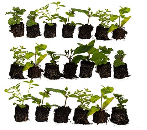 Ultimate Mint Plant Collection *12 Different Varieties* Fantastic Collection of Mints, Unusual Varieties Included, Start Your herb Garden Now. Grow Your own.