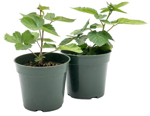 2 Triple Crown BlackBerry Plants, Live BlackBerry Plants, Thornless, Thriving Inside 4” Nursery Pots, Delicious and Easy to Grow