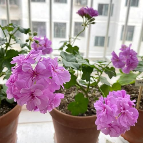 550 pezzi semi di geranio - giardino di semi giardino balcone prato decorazione