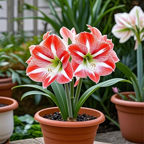 Amaryllis perennes,decoración de interior y exterior, seleccionados, colores mixtos raros-1 Tubérculo-C