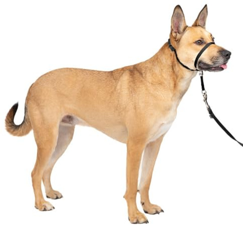 PetSafe - Collare a cavezza Easy Walk per cani di taglia media (M), comoda, anti-trazione, con guinzaglio in nylon (incluso) - Nero