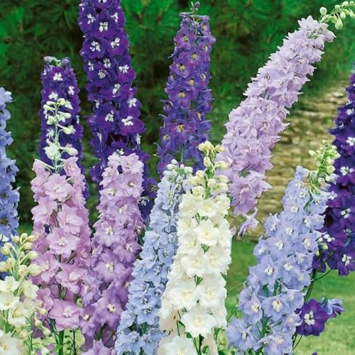 Semillas resistentes de la delphinium silvestres, balcón, de cortadas de delphinium trepadoras resistentes, orgánicas 500pcs
