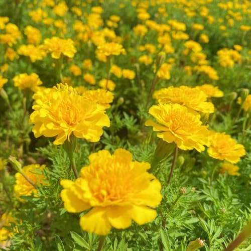 semi di calendula bassi - decorazione ufficio resistenti giardino perenni 400pcs