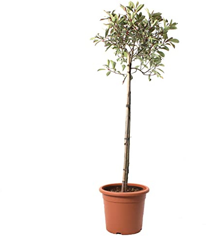 KENTIS - Photinia × Fraseri 'Pink Marble' - Plante de Photinia - Vraies Plantes d'Extérieur Résistantes - Plante de Haie - H 125-150 cm Pot Ø 28 cm