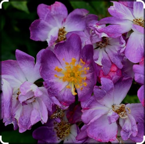 'Violet Blue'- Vigorous Rambler Veilchenblau Climbing Rose, Purple-Blue/Purple-Violet Flowering Plant in a 3 Litre Pot- Established Garden Ready