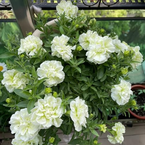 semi di petunia appesi da giardino, d'appartamento di petunia petunia da balcone resistenti copertura del terreno, 700pcs