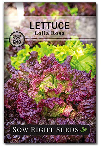 Sow Right Seeds - Lolla Rosa Lettuce Seed for Planting - Non-GMO Heirloom Packet with Instructions to Plant a Home Vegetable Garden - Outdoors or Hydroponics Indoors - Frilly Red Leaves (1)