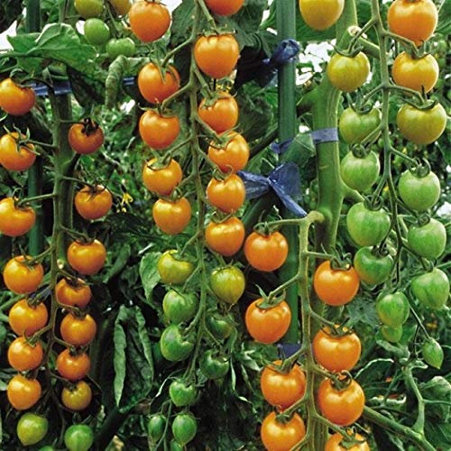 PREMIER SEEDS DIRECT - Cherry Tomato - SUNGOLD F1-10 Finest Seeds