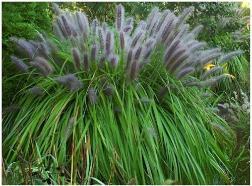 3 x Pennisetum alopecuroides 'Moudry' im 1 Liter Topf (Ziergras/Gräser/Winterhart/Mehrjährig/Staude/Stauden) Schwarzes Lampenputzergras - Dunkle Ähren für stilvolle Akzente - von Stauden Gänge