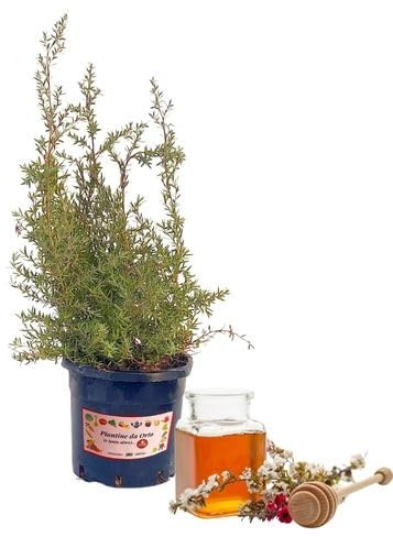 P. Piantine da Orto | Evodia Danielli - Albero del Miele, Vaso 1,5 L, Pianta Pronta per il Trapianto, Pianta Vera da Esterno, Frutti Esotici, Vivaio Italiano