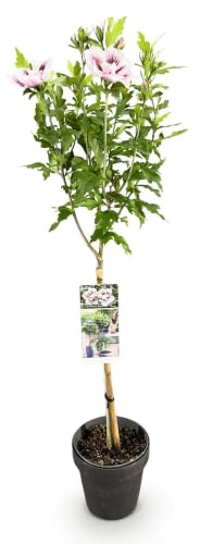 Hibiscus en Copa, Planta de Terraza, Flor Blanco-Rosa, Maceta 19cm, 90cm