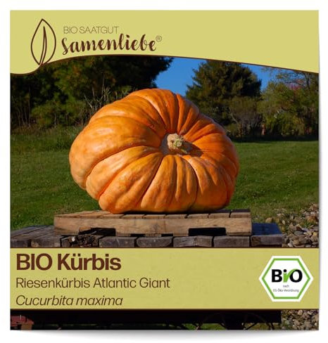 Samenliebe BIO Riesen-Kürbis Samen Riesenkürbis Atlantic Giant 10 Samen samenfestes Gemüse Saatgut für Gewächshaus und Freiland BIO Gemüsesamen