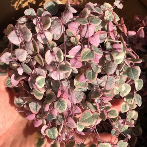 200 pcs Ceropegia woodii Samen, herbstpflanzen wiesensamen gartenbedarf wildblumen Leuchterblume Samen, bienenfreundliche blumensamen exotische pflanzen samen deko wohnzimmer modern