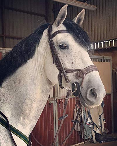 BENZ EQUESTRIAN ANATOMICAL JUMPING BRIDLE BROWN LEATHER PADDED COMFORT SHOW STITCHING (COB/MEDIUM, BROWN)