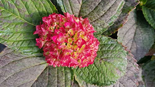 Hydrangea macrophylla 'Rouge' / Hortensia Rouge/Conteneur de 7 à 10 litres