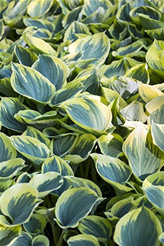 Hosta fluctuans 'Sagae' im Topf – Winterhart, Mehrjährig, Pflegeleicht – Garten-Funkie (Gelbrand-Funkie) – Blattschmuckstaude für Beet & Schattenbereich