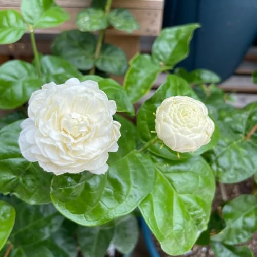 semi di gelsomino profumati, resistenti da giardino, d'appartamento esotiche balcone primavera 30pcs