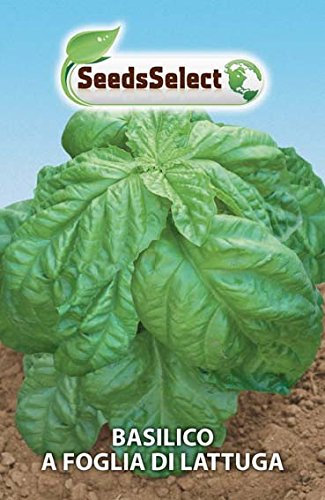 Seme Basilico A Foglia di Lattuga,2 Buste linea Maxi,Mondonatura srl