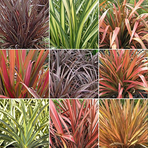 GardenersDream 5 x Mixed Phormium Outdoor Plants - Live Evergreen Hardy Shrubs - Healthy Outdoor Garden Ready Potted Plant - Ornamental Grass Plants for Gardens, Patio, Borders (30-40 cm)