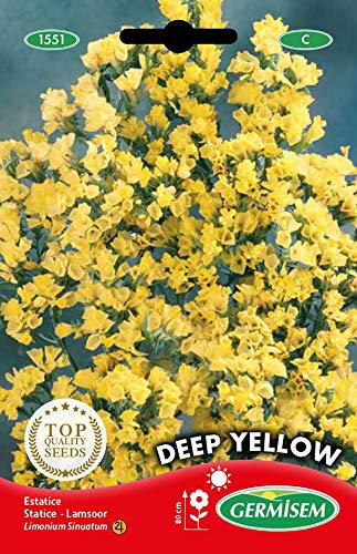 Germisem Deep Yellow Semi di Statice 0.5 g