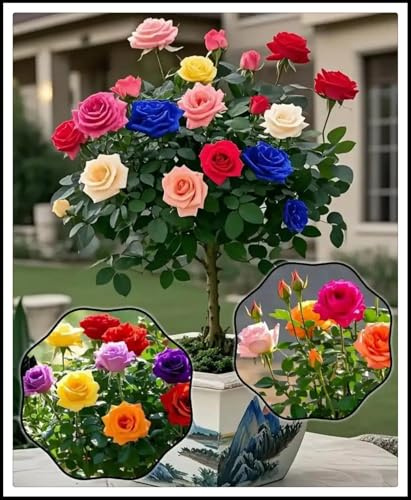 Resistente al frío - Raíces de rosas - Decoración paisajística para terraza y jardín - Vertical - -/【CXXFGFT】.-1 rizoma-A